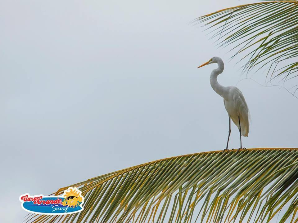 Casa Grande Surf Hotel Guachaca Eksteriør billede